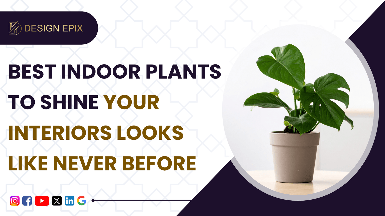 Read more about the article Best Indoor Plants That Grow Easily in Bangalore Apartments